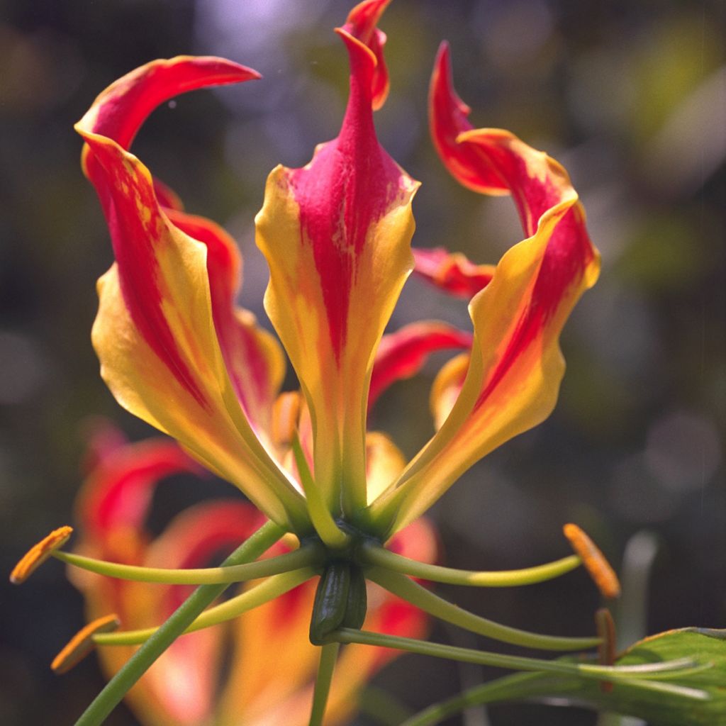 Gloriosa superba var. rothschildiana - Ruhmeskrone