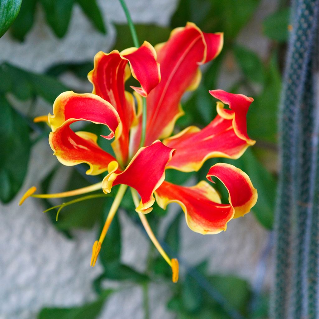 Gloriosa superba var. rothschildiana - Ruhmeskrone