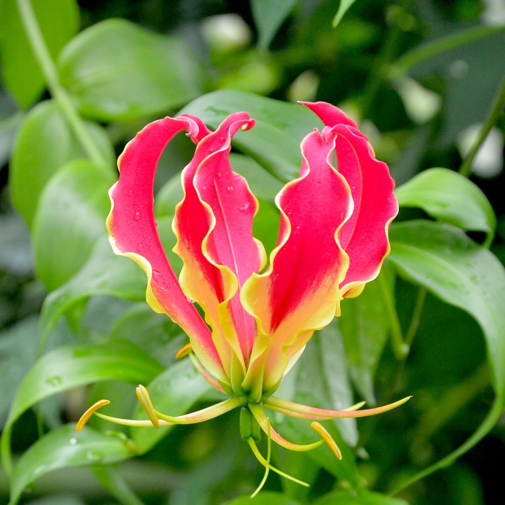 Gloriosa superba var. rothschildiana - Ruhmeskrone