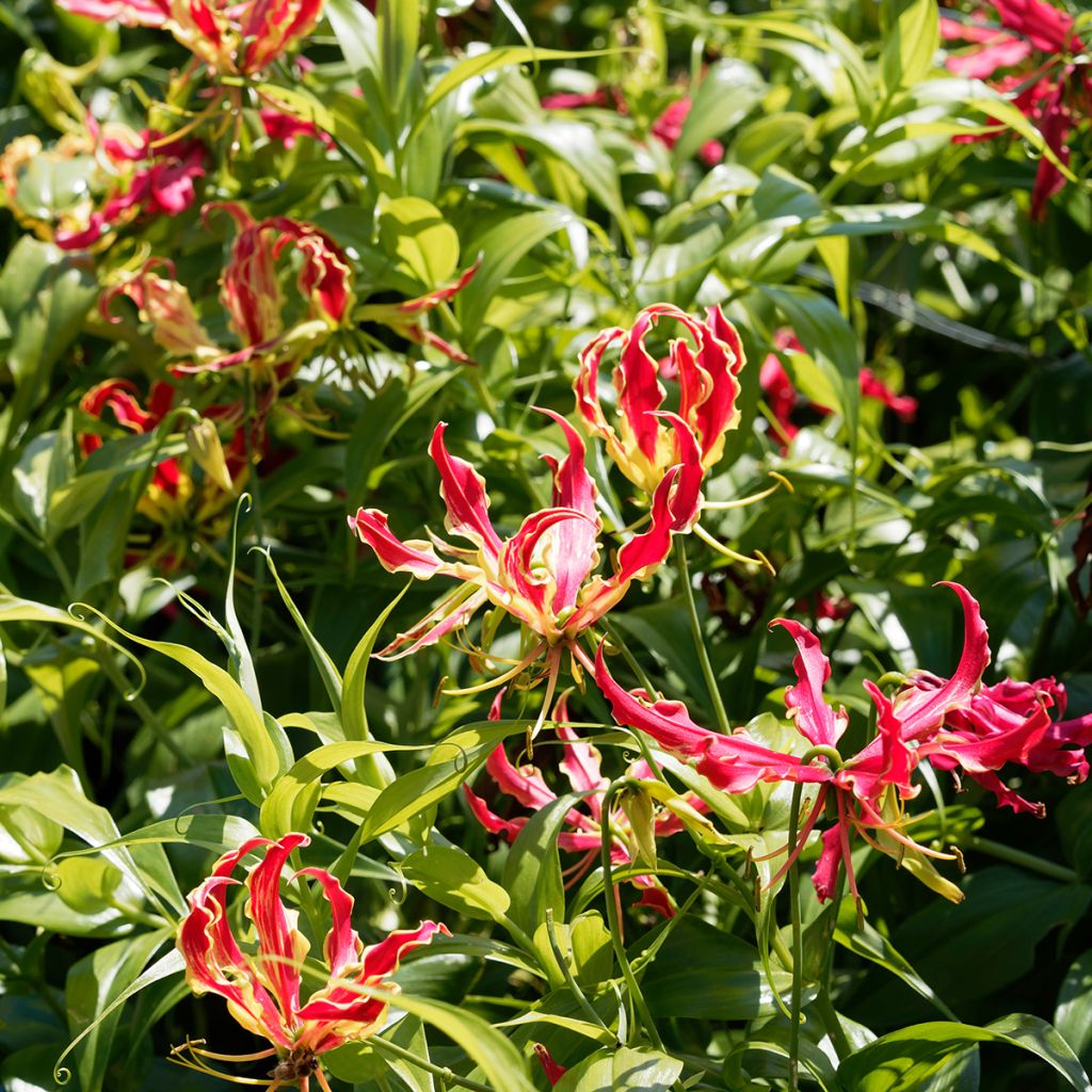 Gloriosa superba var. rothschildiana - Ruhmeskrone