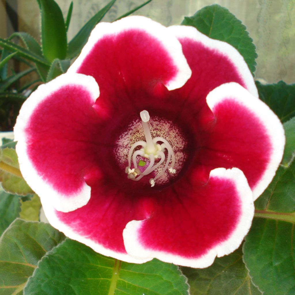 Gloxinia speciosa Kaiser Friedrich