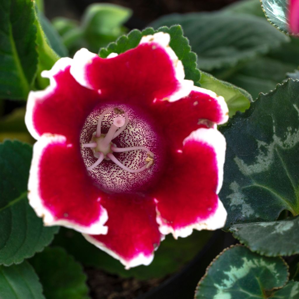 Gloxinia Kaiser Friedrich