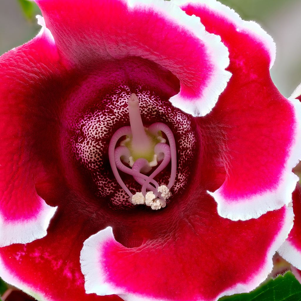 Gloxinia speciosa Kaiser Friedrich