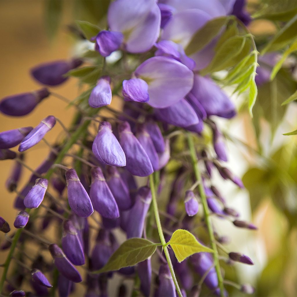 Wisteria brachybotrys Yokohama Fuji - Blauregen