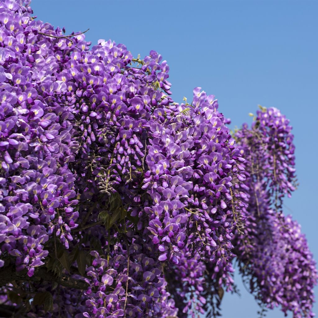 Wisteria brachybotrys Yokohama Fuji - Blauregen