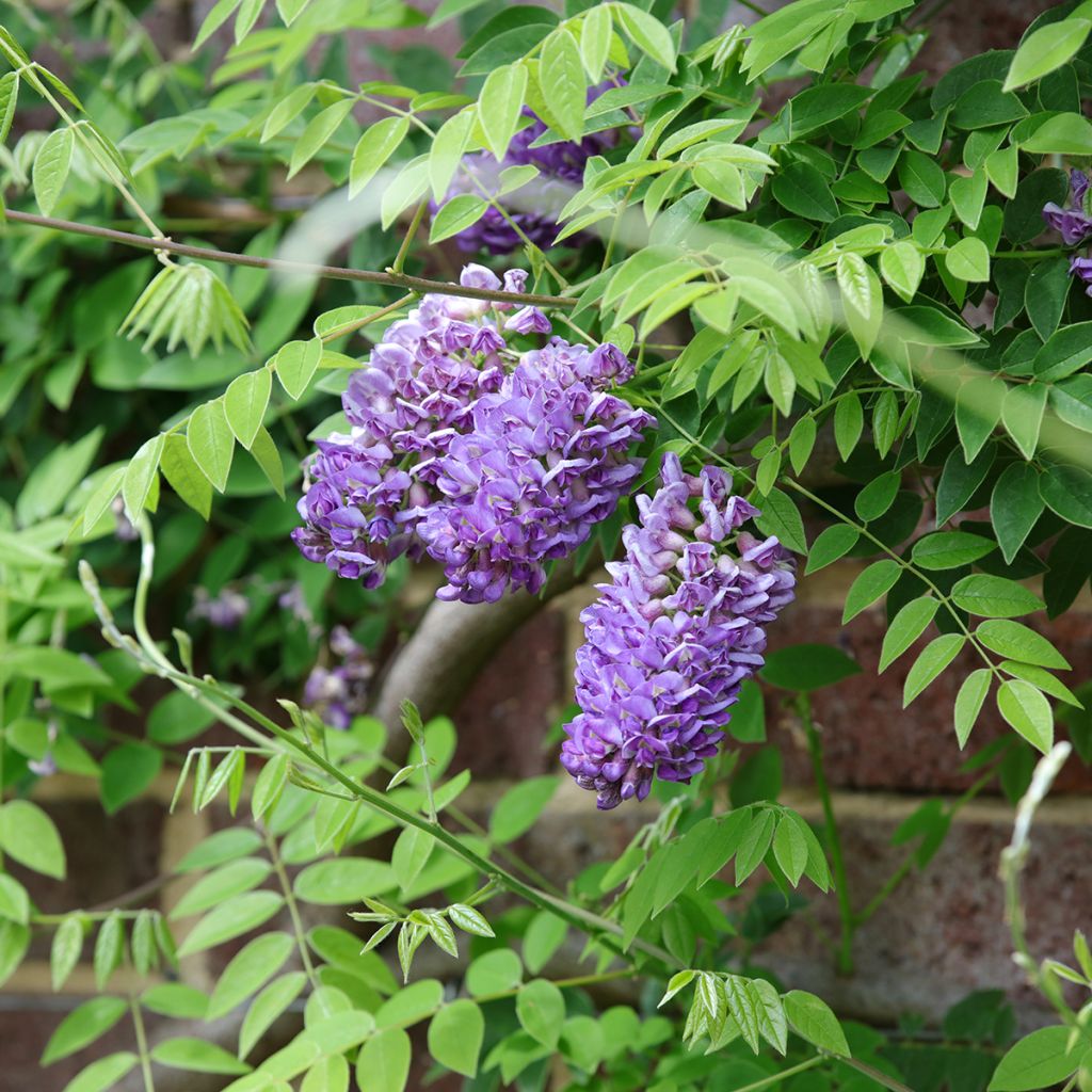 Wisteria frutescens Longwood Purple - Blauregen