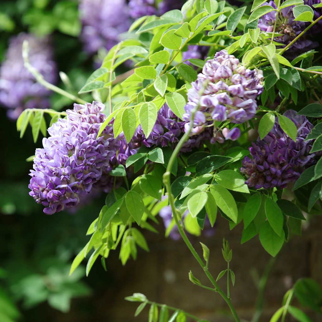 Wisteria frutescens Longwood Purple - Blauregen