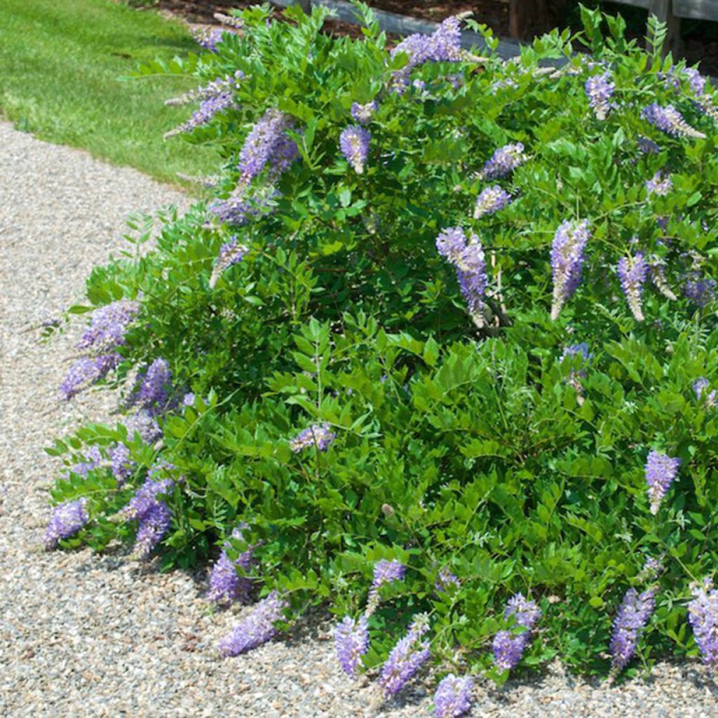 Wisteria macrostachya Aunt Dee - Blauregen