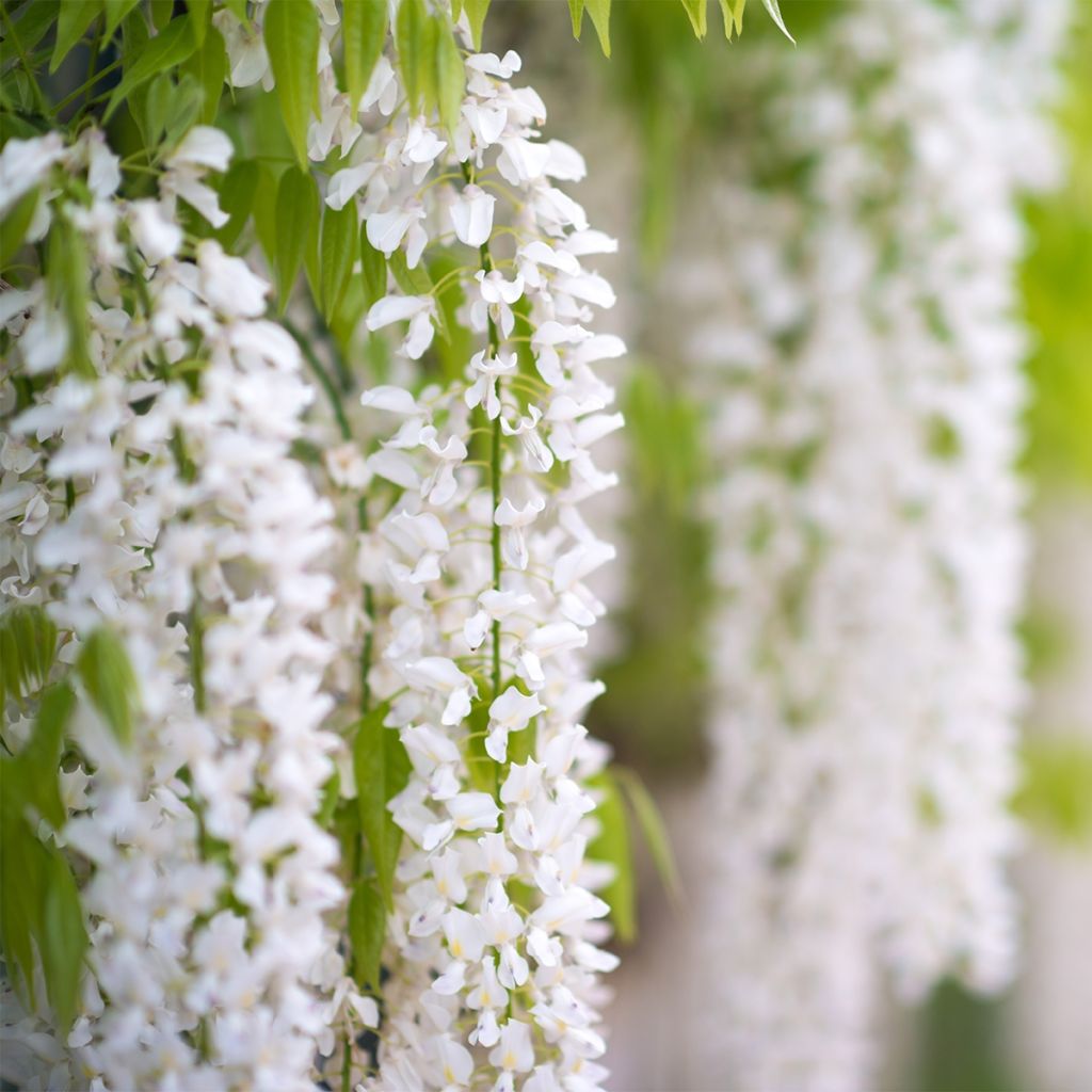 Wisteria frutescens var. macrostachya Clara Mack - Blauregen