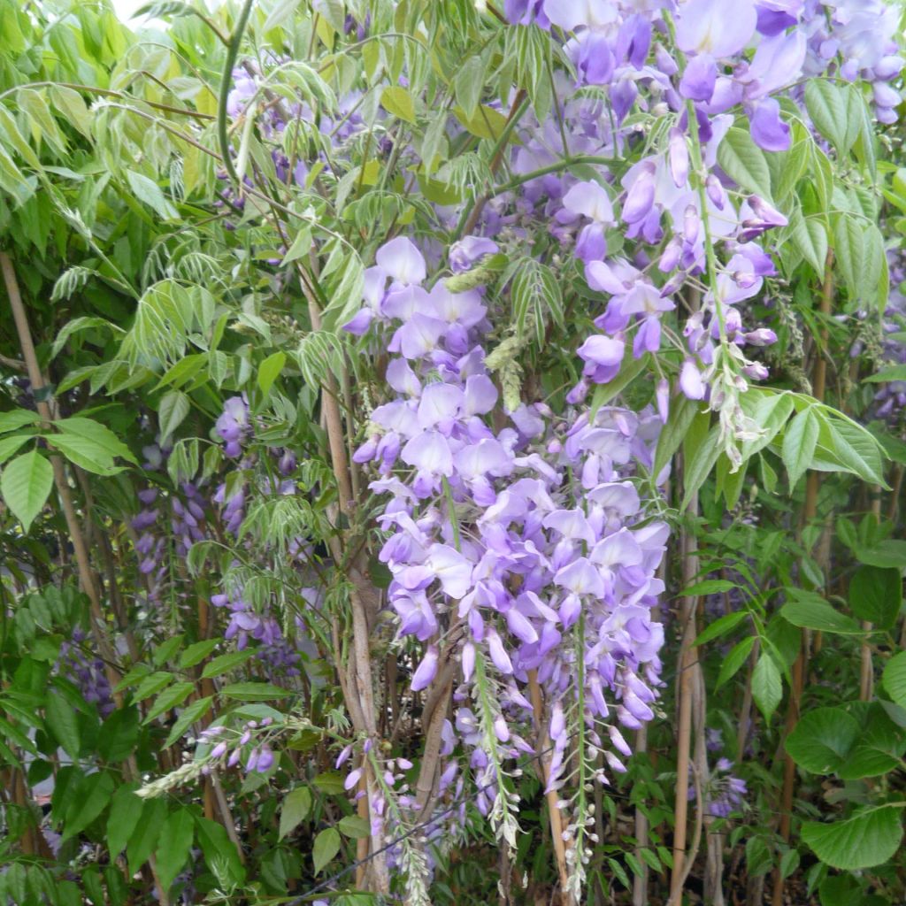 Glycine de Chine Caroline - Wisteria sinensis