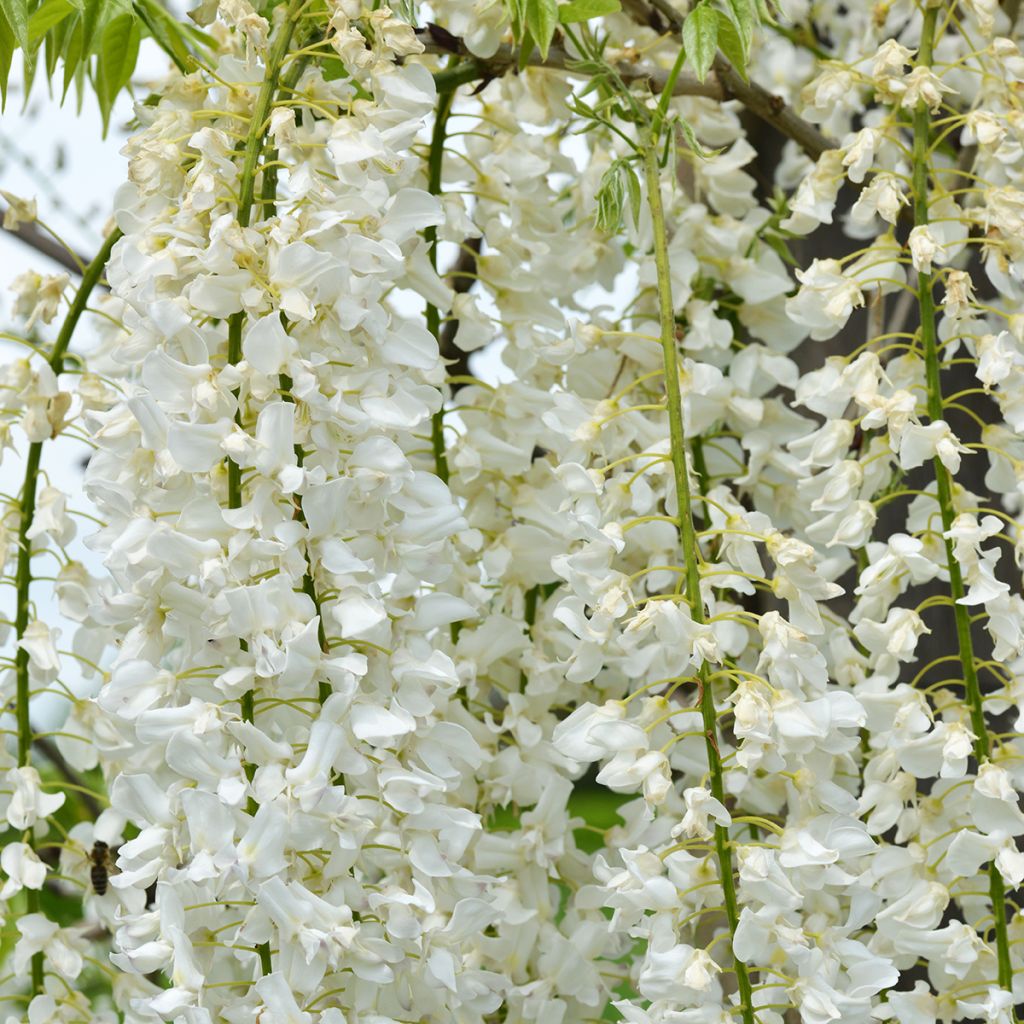 Wisteria floribunda Shiro-noda - Reichblütige Glyzinie