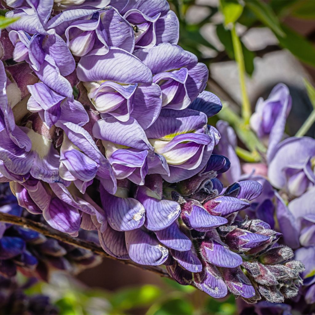 Glycine frutescens - Wisteria frutescens