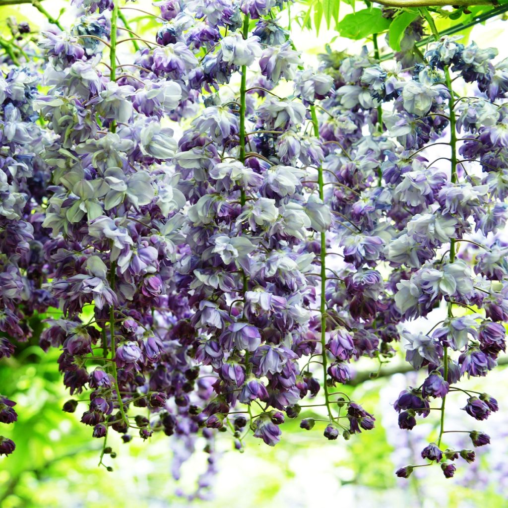 Wisteria floribunda Ed's Blue Dragon - Reichblütige Glyzinie