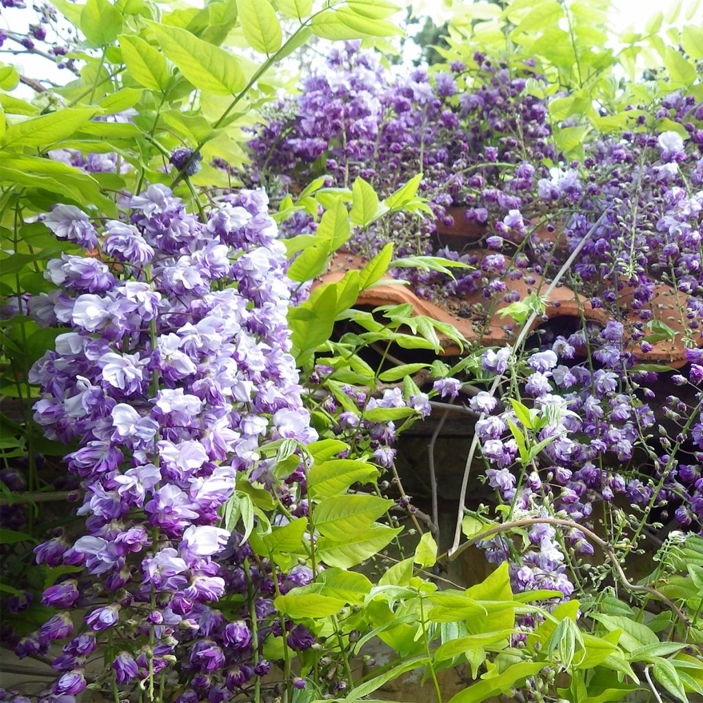 Wisteria floribunda Ed's Blue Dragon - Reichblütige Glyzinie