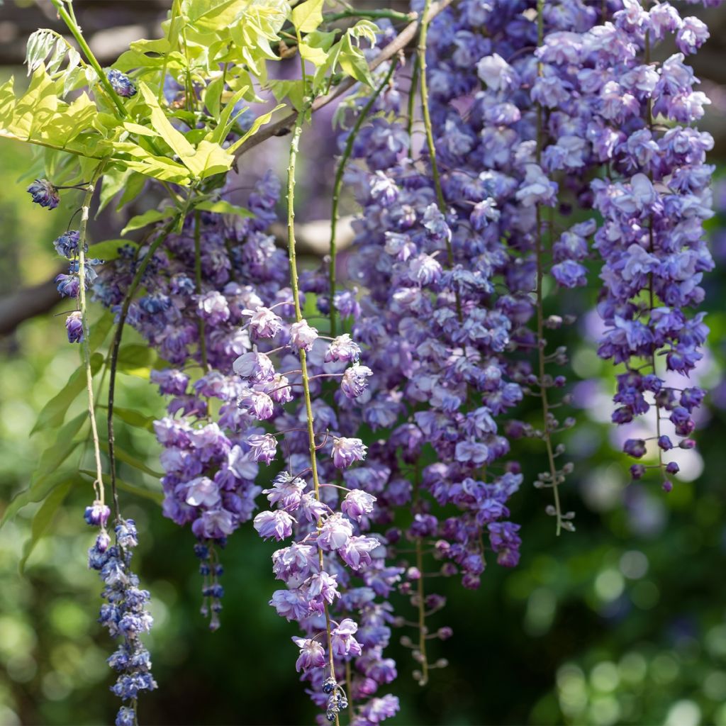 Wisteria floribunda Ed's Blue Dragon - Reichblütige Glyzinie