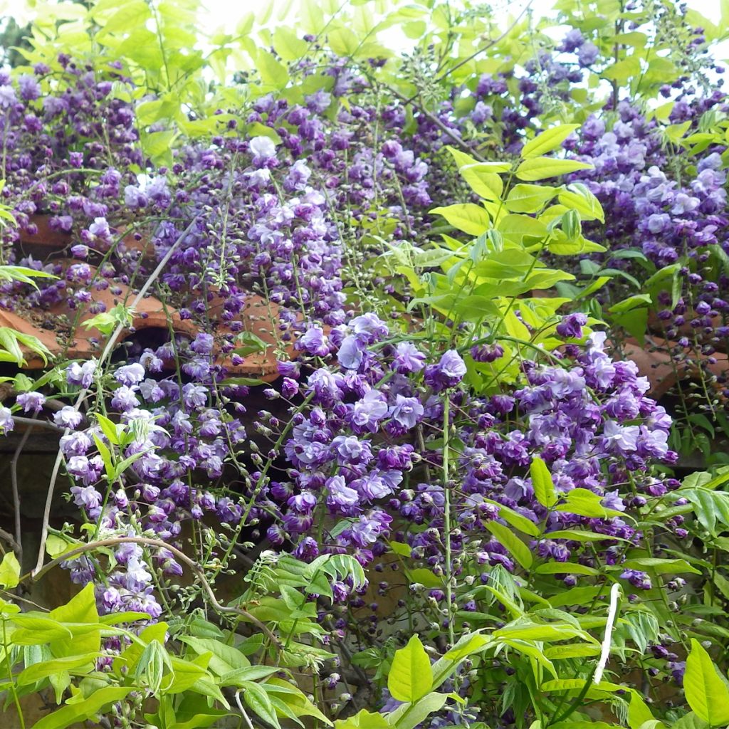 Wisteria floribunda Ed's Blue Dragon - Reichblütige Glyzinie