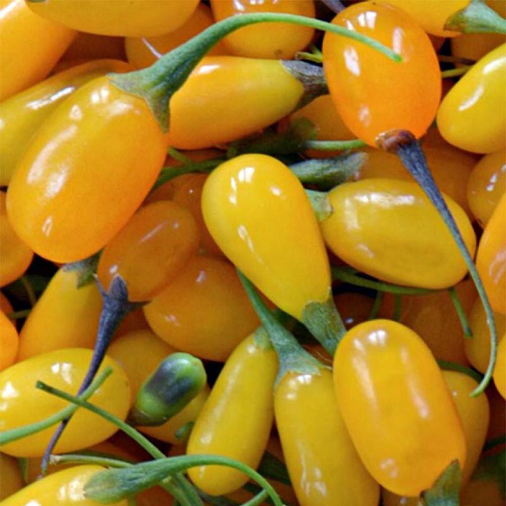 Goji Amber Sweet - Lycium barbarum