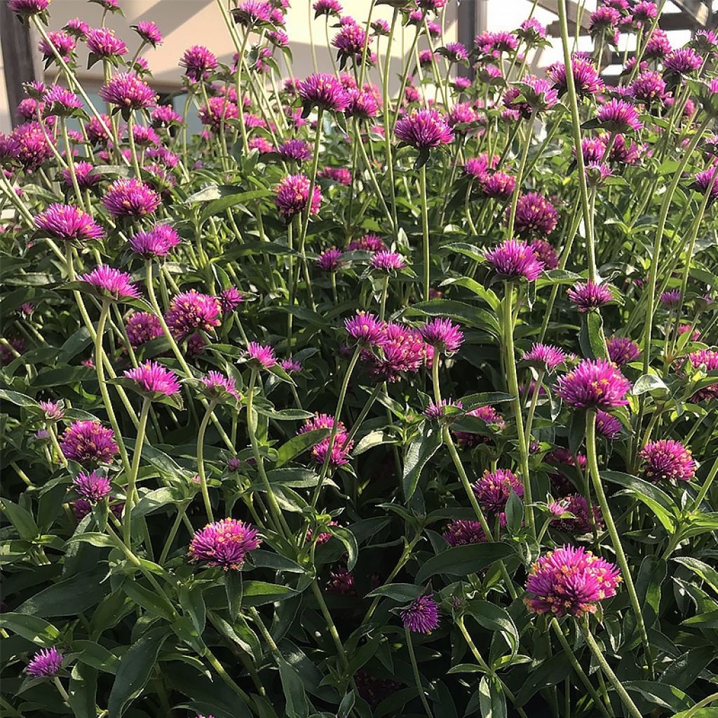 Gomphrena pulchella Truffula Pink - Kugelamarant