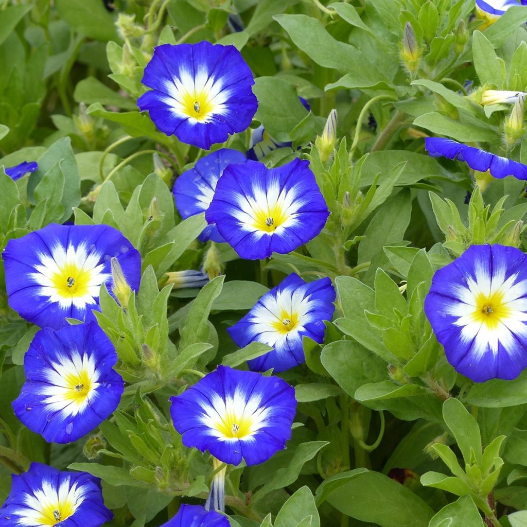 Convolvulus tricolor Pavillon Bleu (Samen) - Prachtwinde