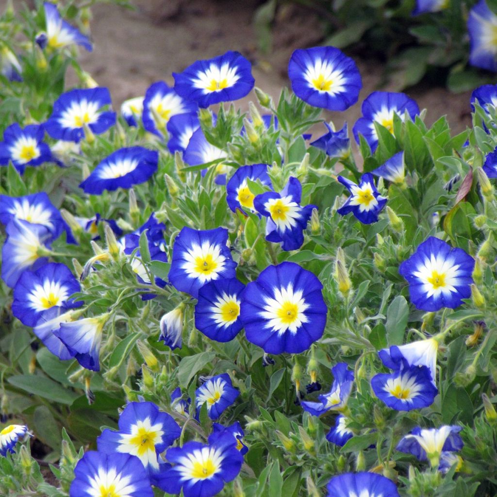 Graine de Belle de Jour Pavillon Bleu - Convolvulus tricolor Royal Ensign