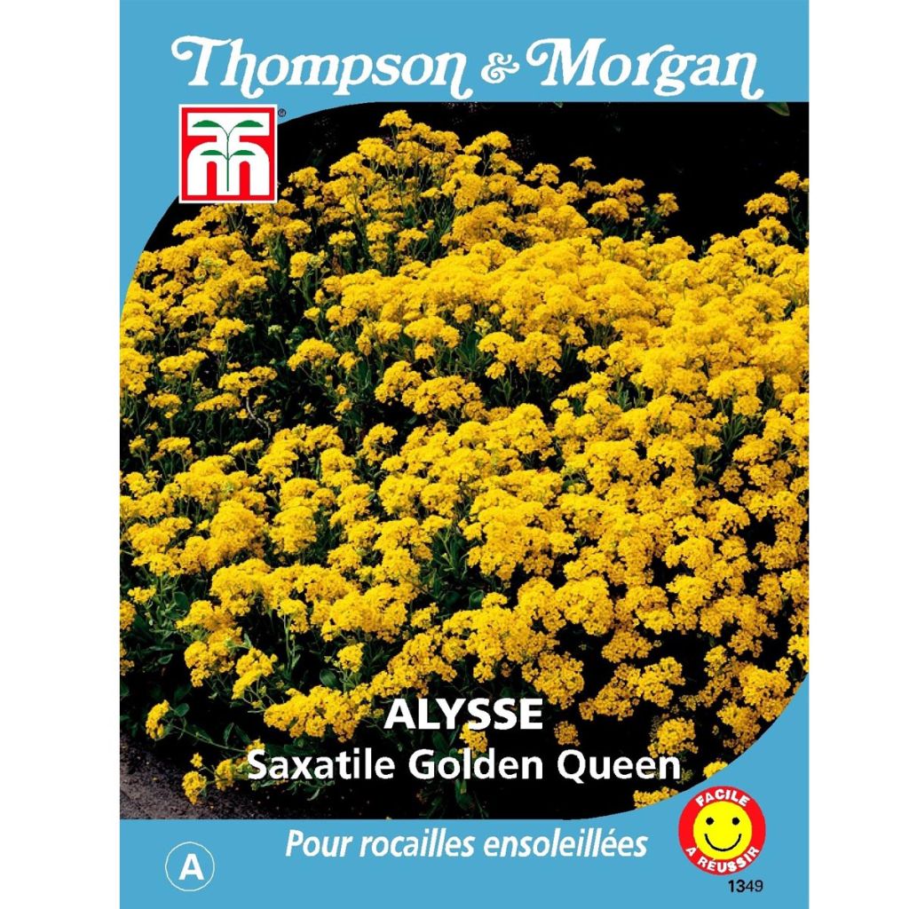 Alyssum saxatile Golden Queen (Samen) - Felsen-Steinkresse