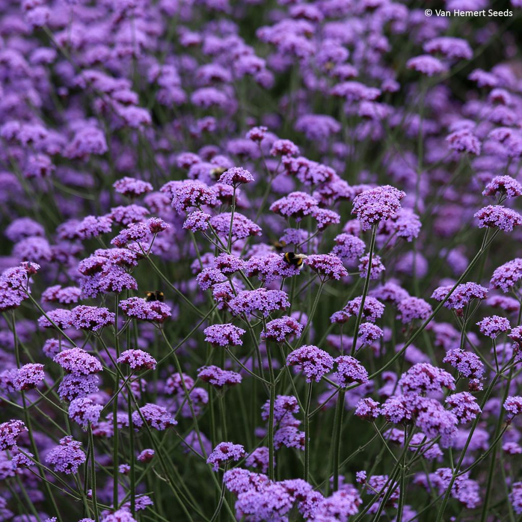 Verbena bonariensis Vanity (Samen) - Argentinisches Eisenkraut