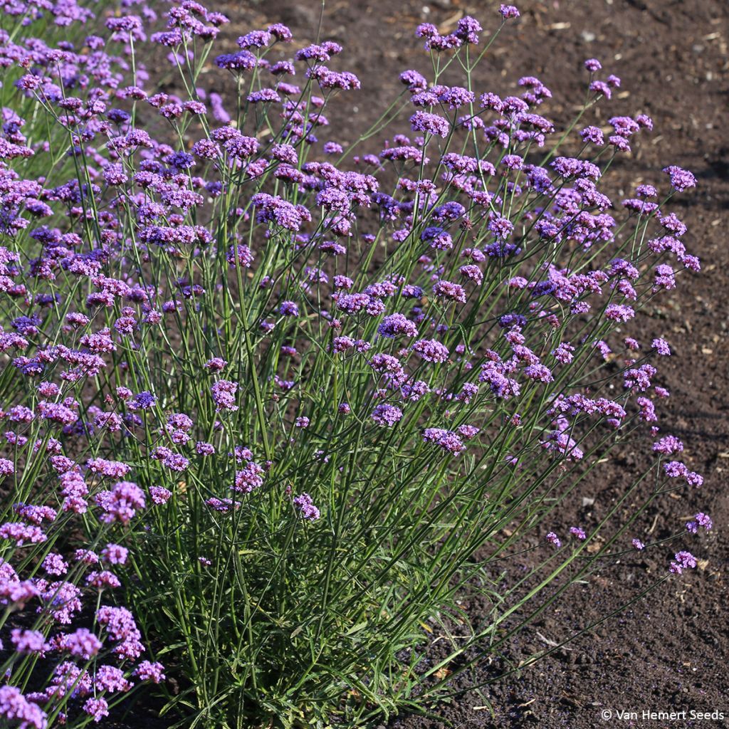 Verbena bonariensis Vanity (Samen) - Argentinisches Eisenkraut