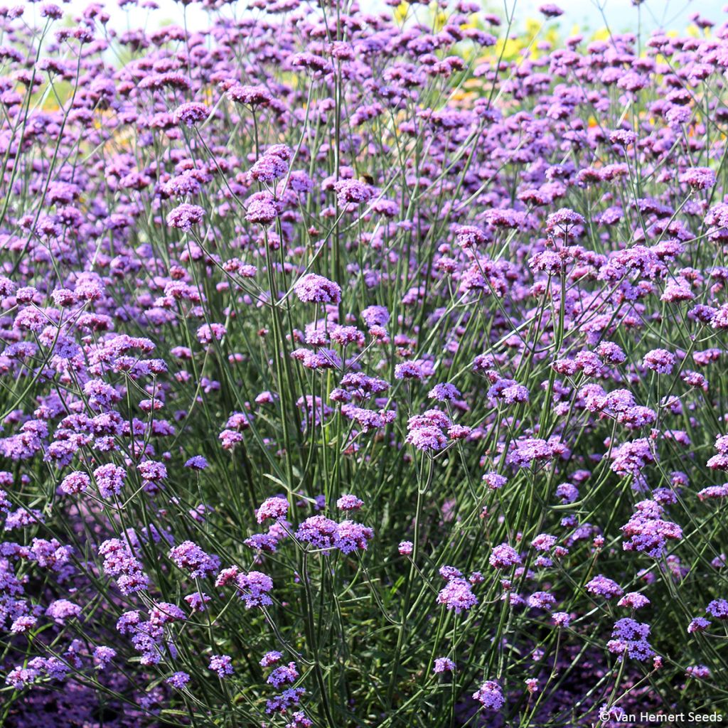 Verbena bonariensis Vanity (Samen) - Argentinisches Eisenkraut