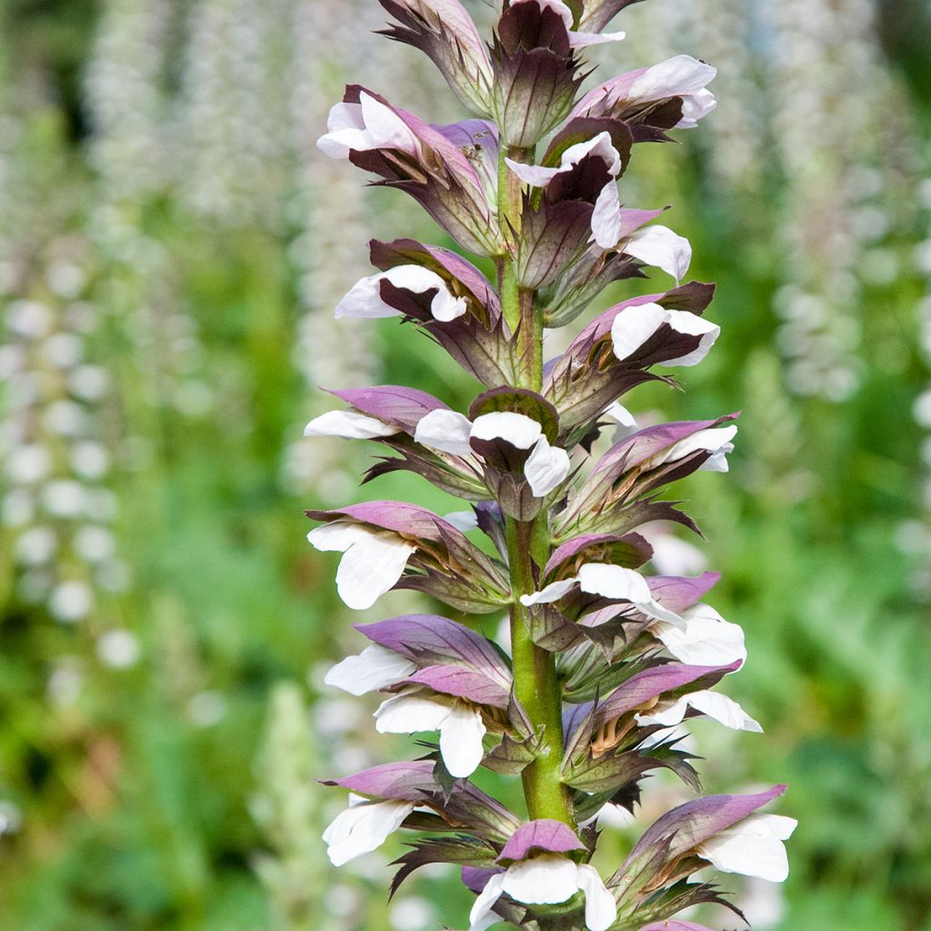 Acanthus mollis (Samen) - Weicher Akanthus