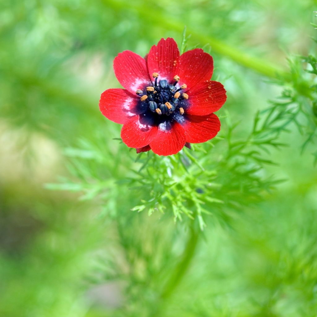 Adonis aestivalis (Samen) - Sommer-Teufelsauge