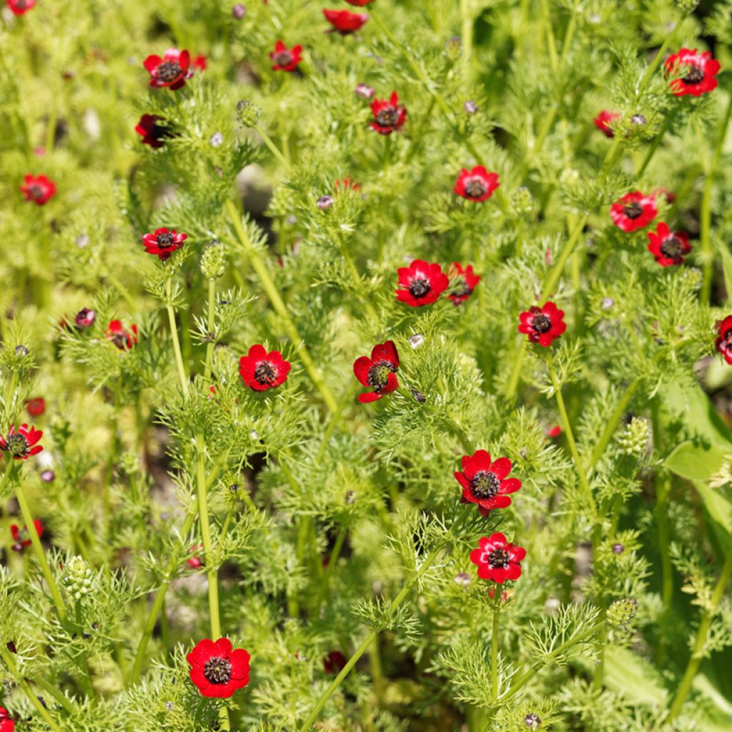 Adonis aestivalis (Samen) - Sommer-Teufelsauge