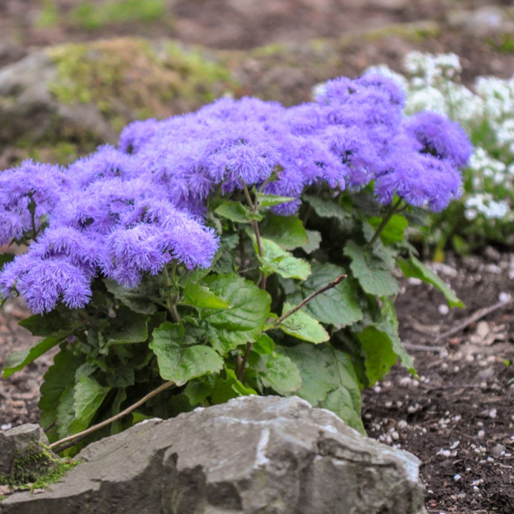 Ageratum Blue Mink (Samen) - Leberbalsam