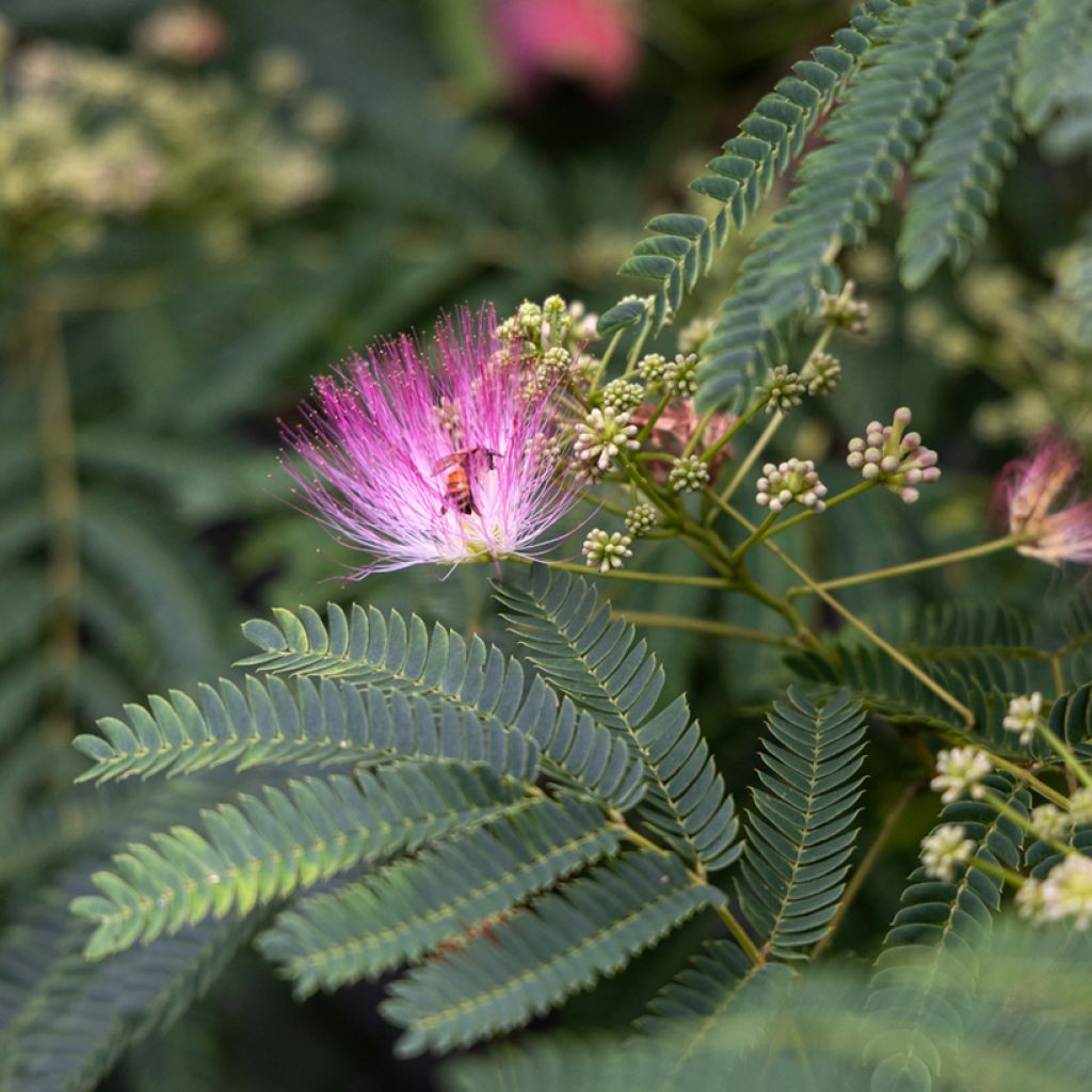 Albizia julibrissin (Samen) - Seidenakazie