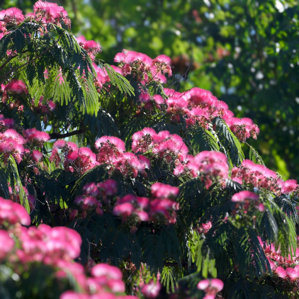 Albizia julibrissin (Samen) - Seidenakazie