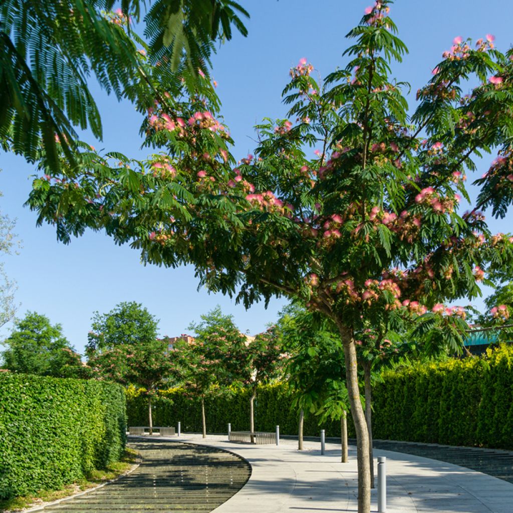 Albizia julibrissin (Samen) - Seidenakazie