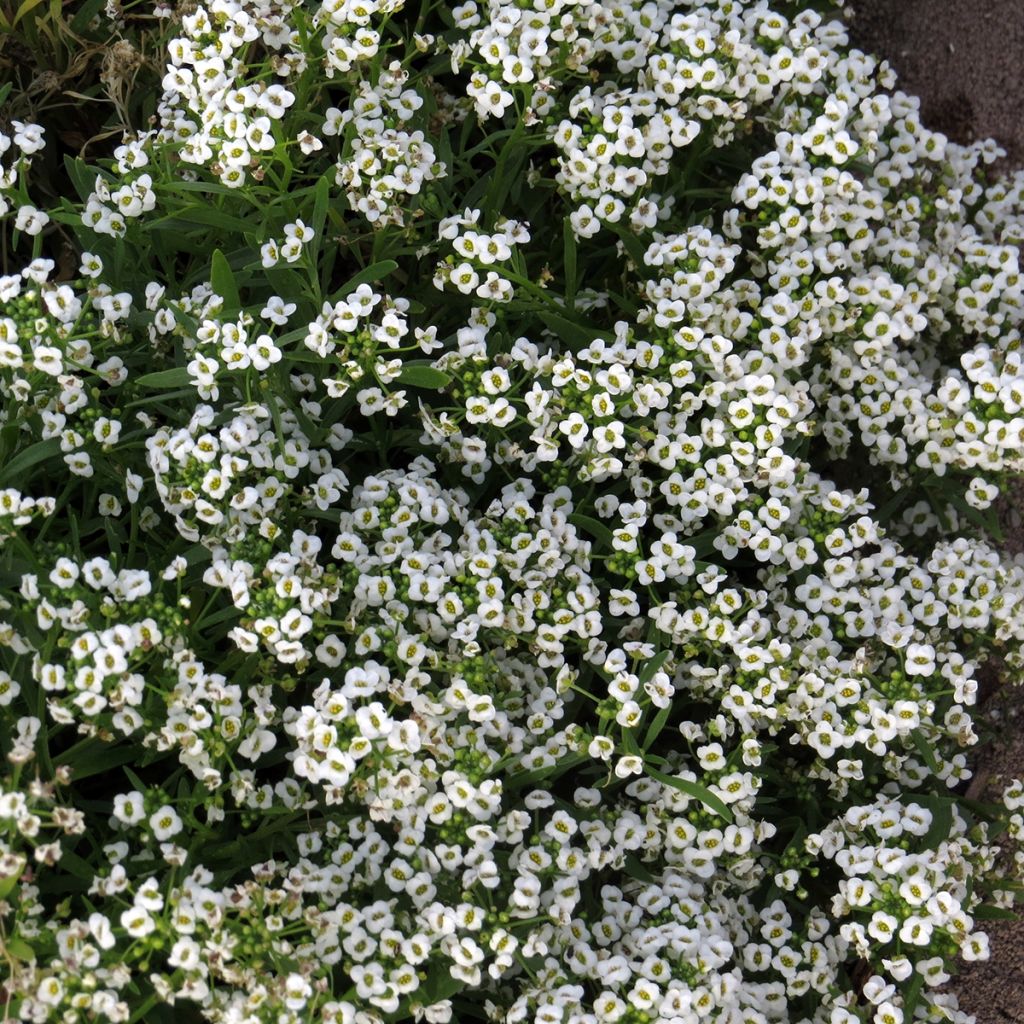 Strand-Silberkraut Carpet Of Snow (Samen) - Lobularia