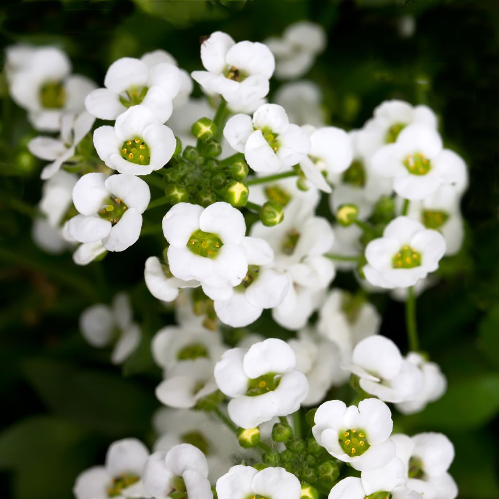 Strand-Silberkraut Giga White (Samen) - Lobularia