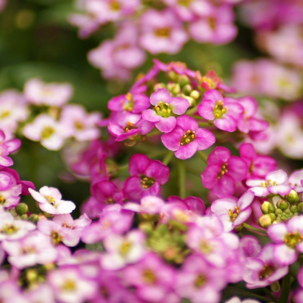 Strand-Silberkraut Rosie'O'Day (Samen) - Lobularia