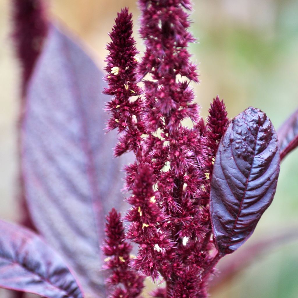 Amaranthus hybridus subsp. cruentus Velvet Curtains (Samen) - Garten-Fuchsschwanz