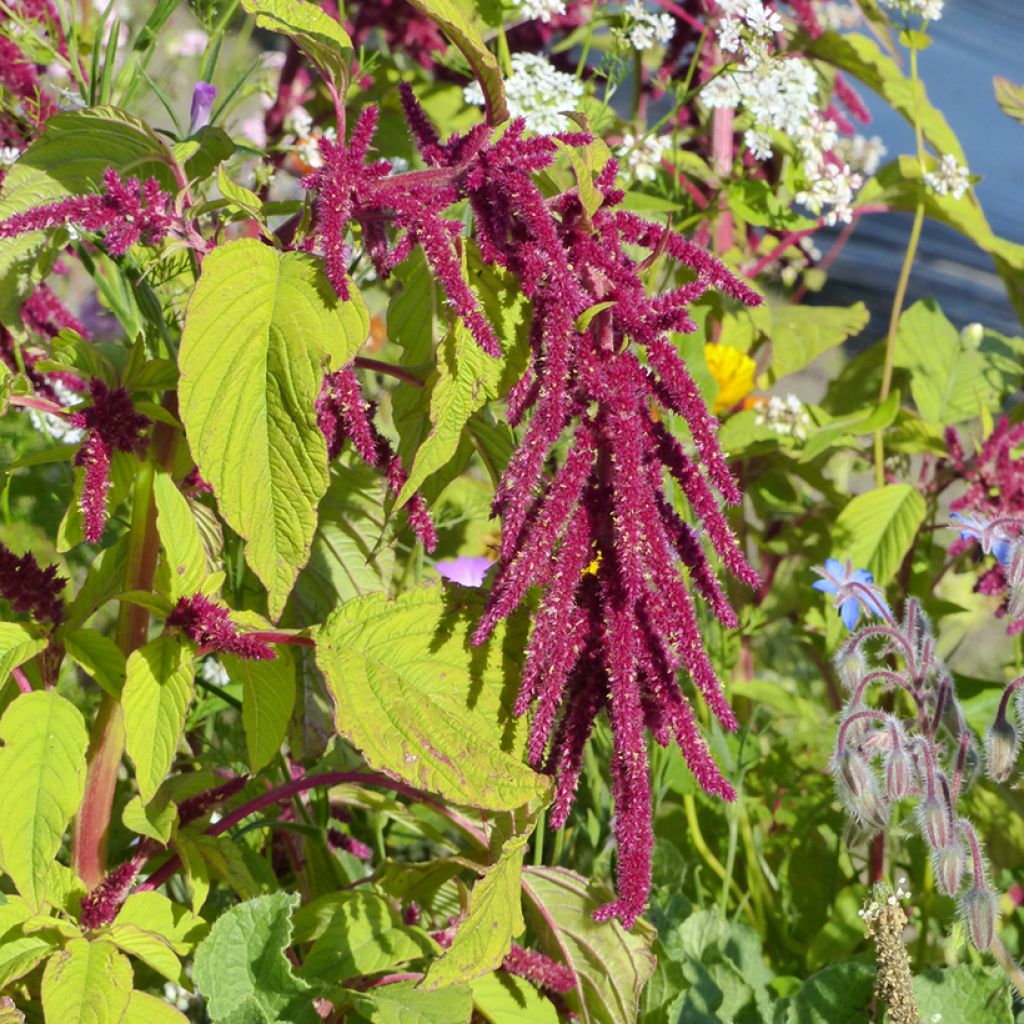 Amaranthus caudatus Red Cascade (Samen) - Garten-Fuchsschwanz