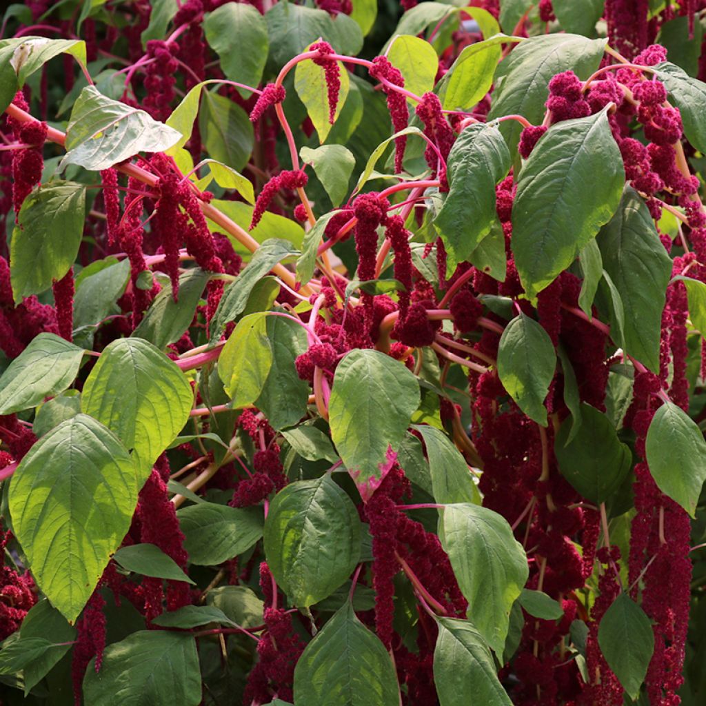 Amaranthus caudatus Red Cascade (Samen) - Garten-Fuchsschwanz