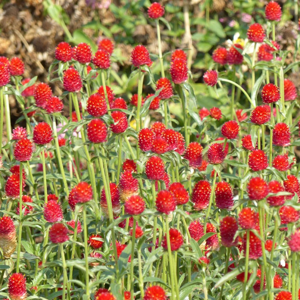 Gomphrena haageana Strawberry Fields (Samen) - Kugelamarant