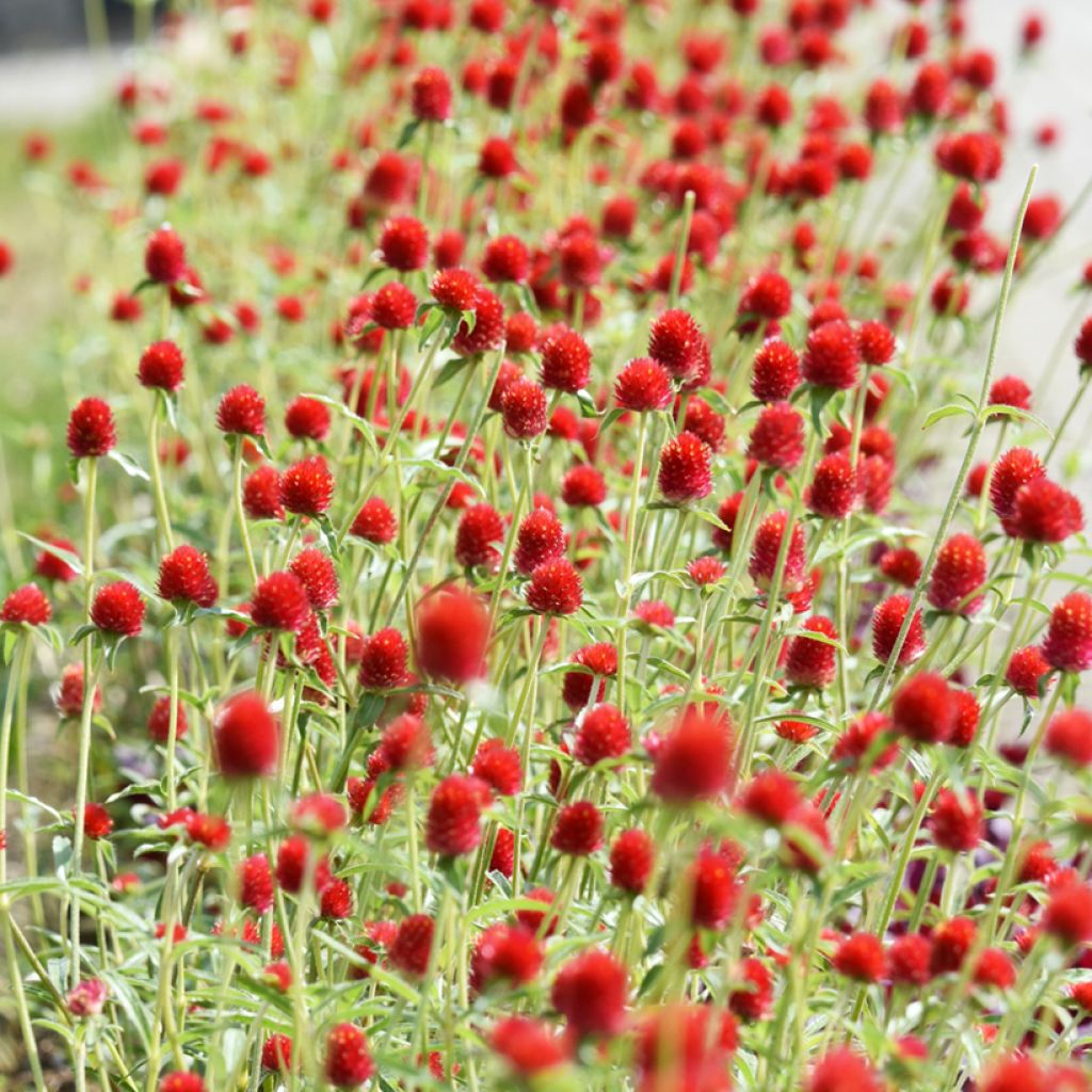 Gomphrena haageana Strawberry Fields (Samen) - Kugelamarant