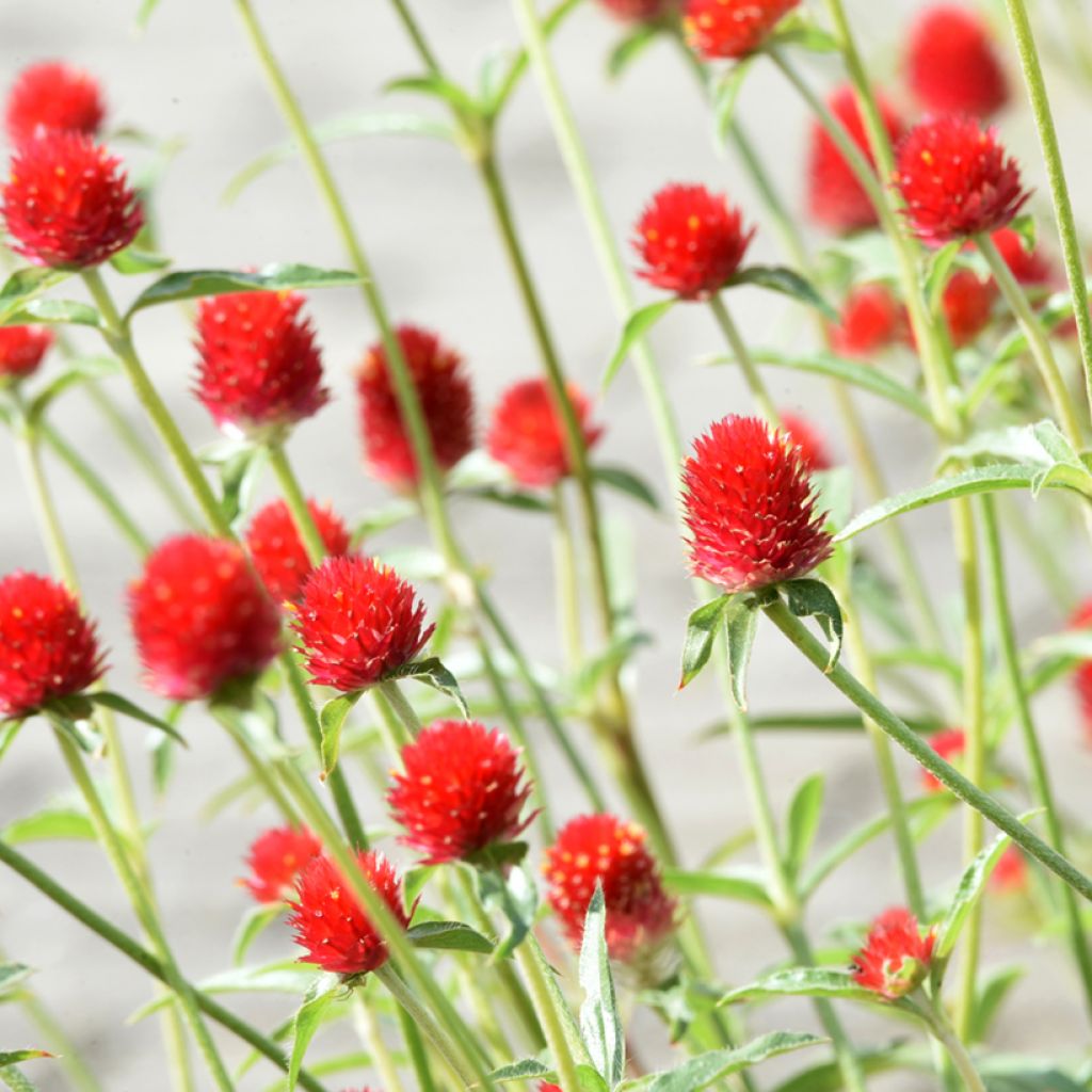 Gomphrena haageana Strawberry Fields (Samen) - Kugelamarant