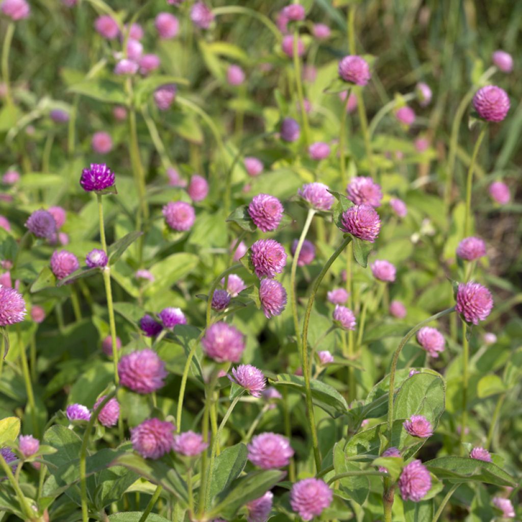 Gomphrena globosa Salmon Pastel (Samen) - Kugelamarant