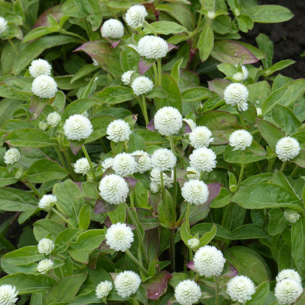 Gomphrena globosa White (Samen) - Kugelamarant