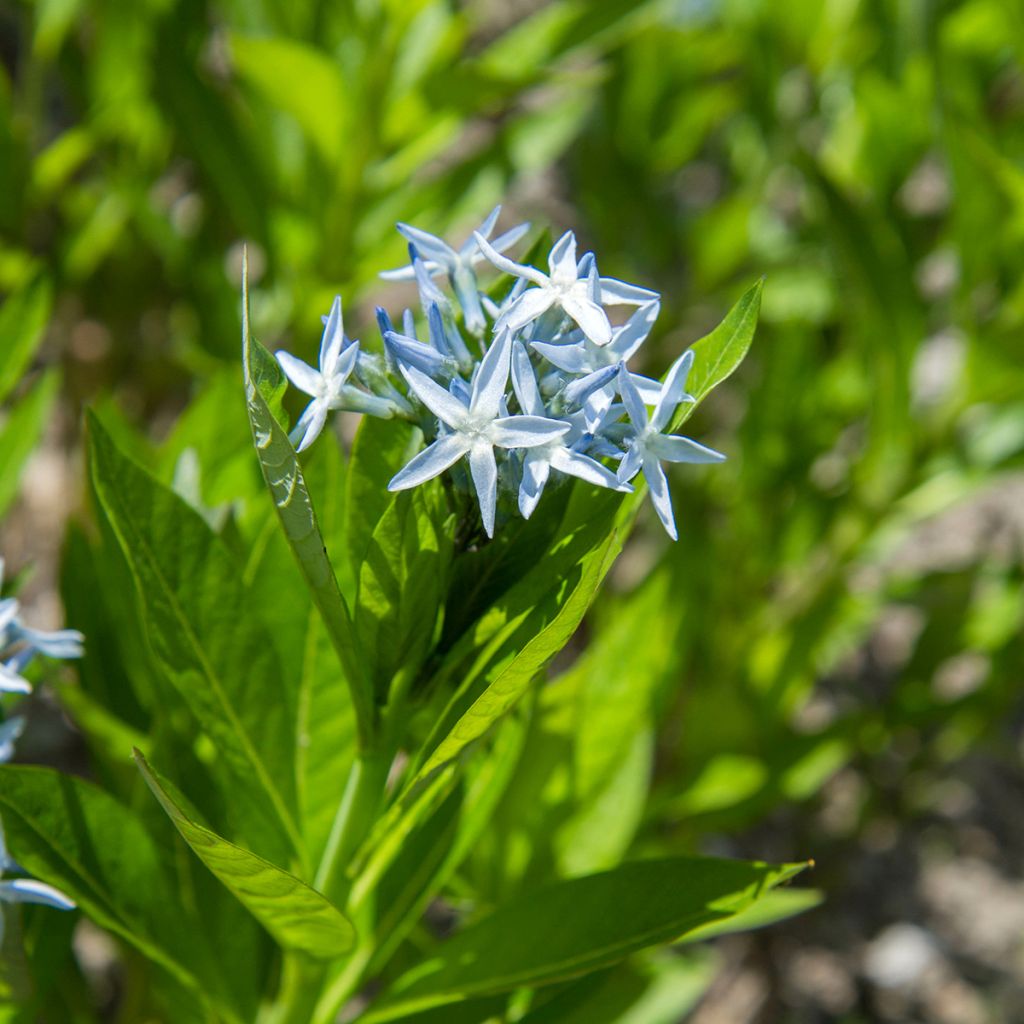 Amsonia tabernaemontana (Samen) - Amsonie