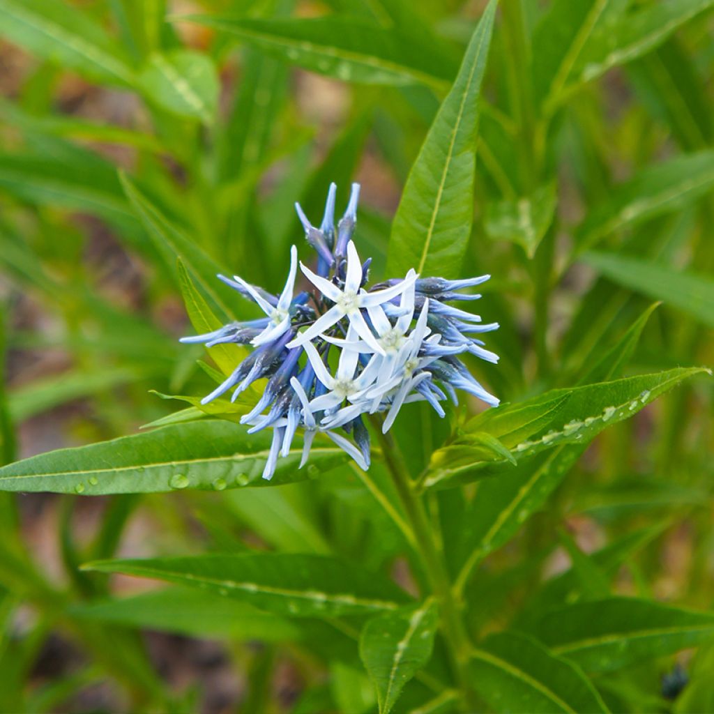 Amsonia tabernaemontana (Samen) - Amsonie