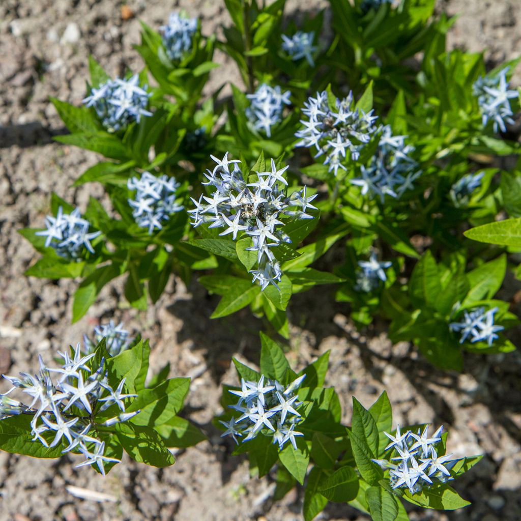 Amsonia tabernaemontana (Samen) - Amsonie