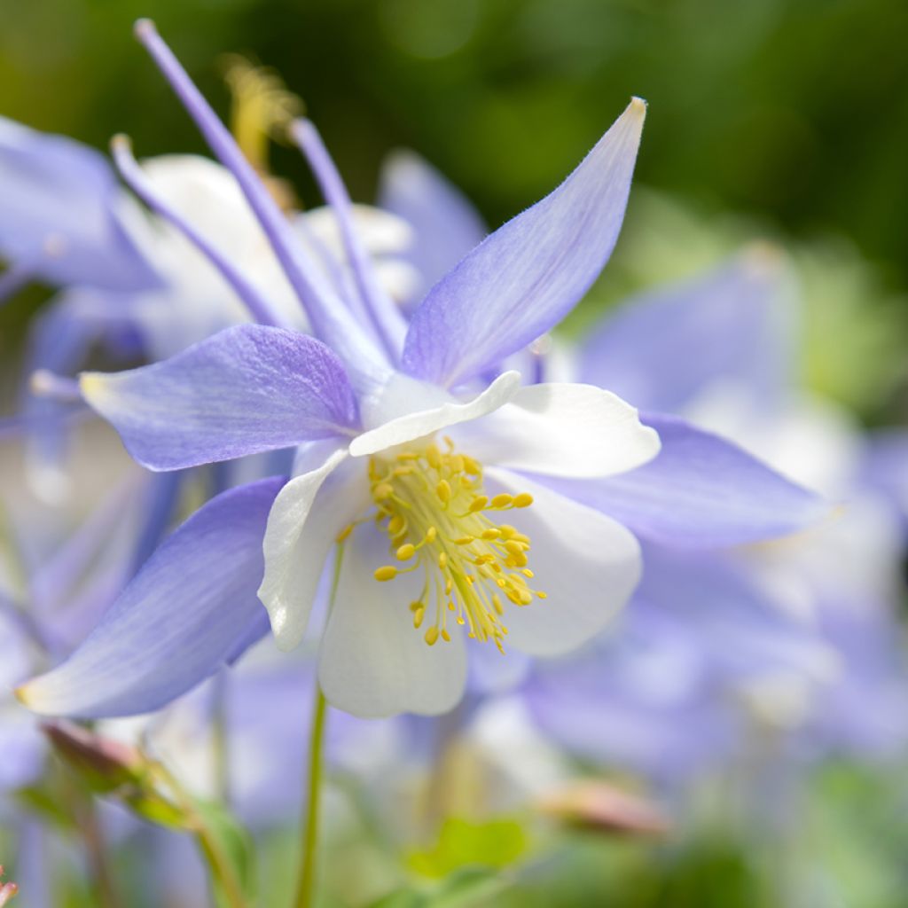 Aquilegia caerulea (Samen) - Garten-Akelei